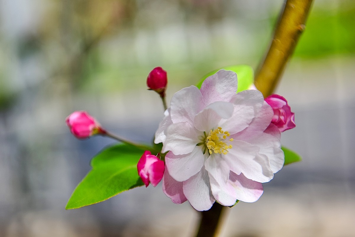 2025年第0230贴-陶然亭海棠花开（0407）