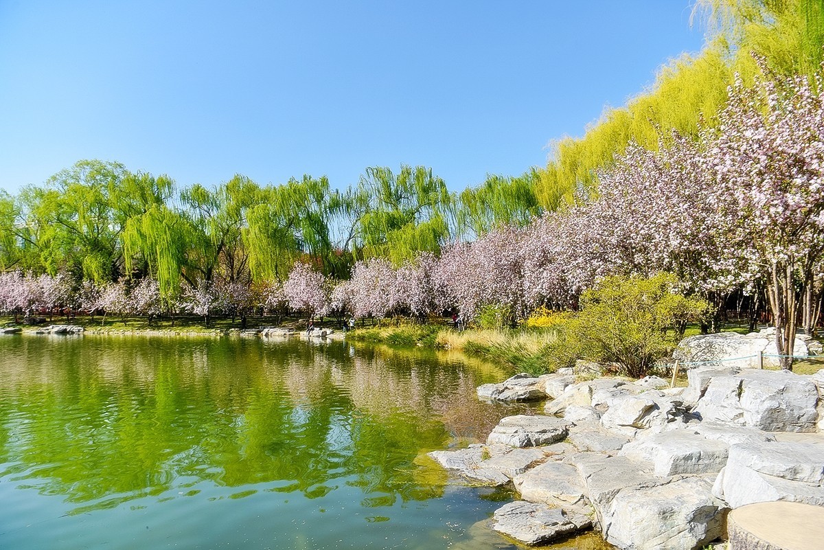 2025年第0230贴-陶然亭海棠花开（0407）