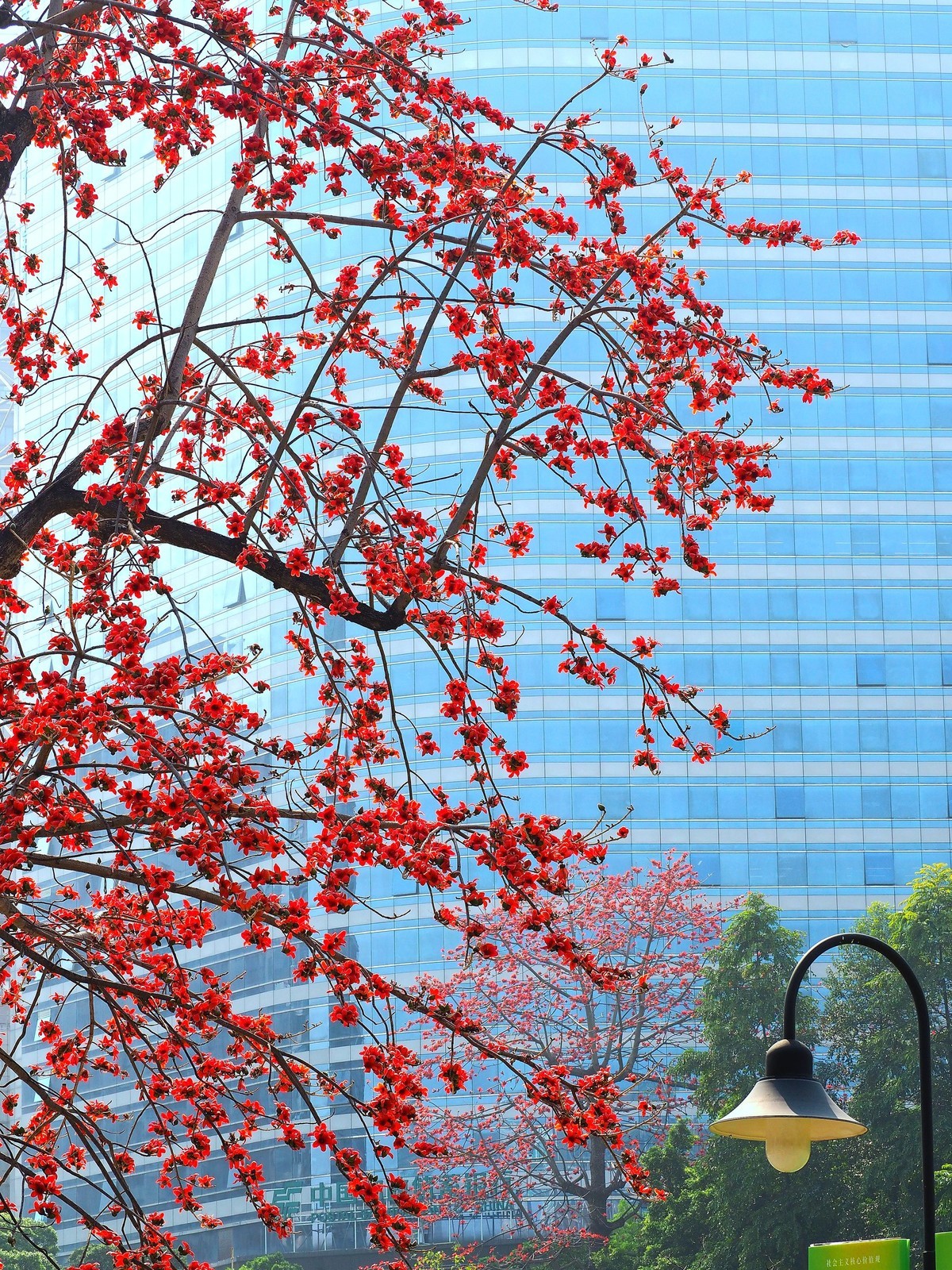 广州木棉花