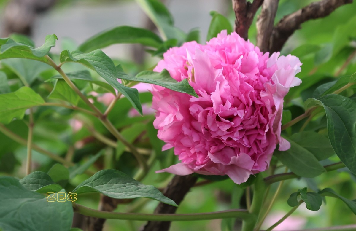 牡丹花开【乙巳年-58】