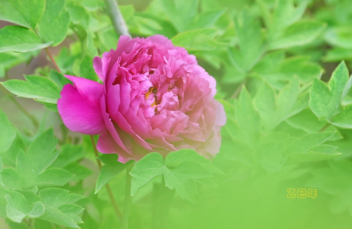 牡丹花开【乙巳年-58】