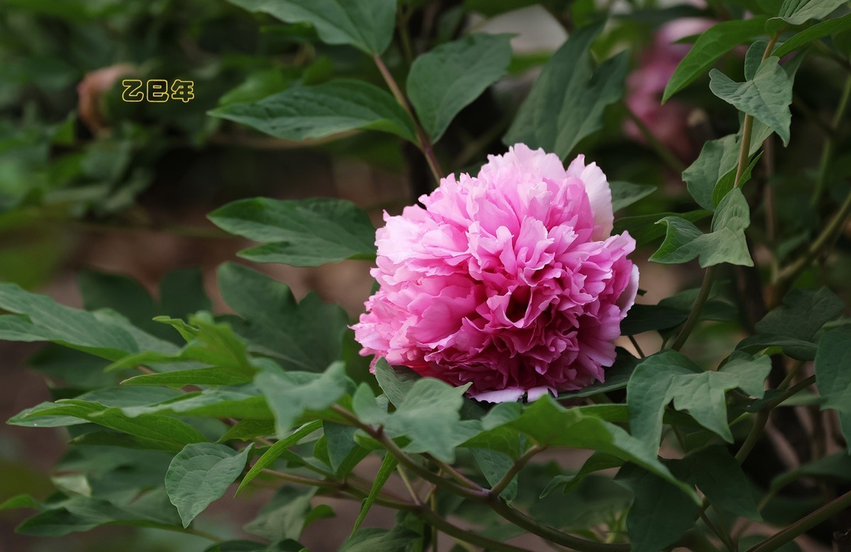 牡丹花开【乙巳年-58】