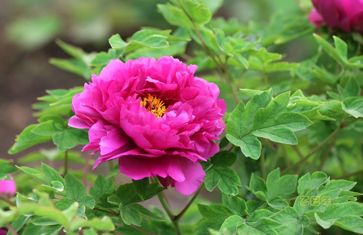 牡丹花开【乙巳年-58】