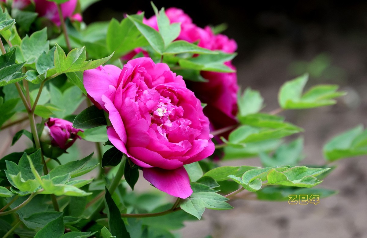 牡丹花开【乙巳年-58】