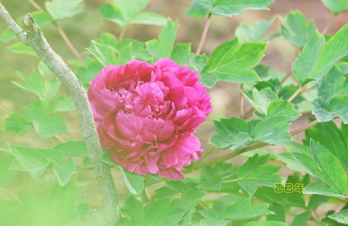 牡丹花开【乙巳年-58】