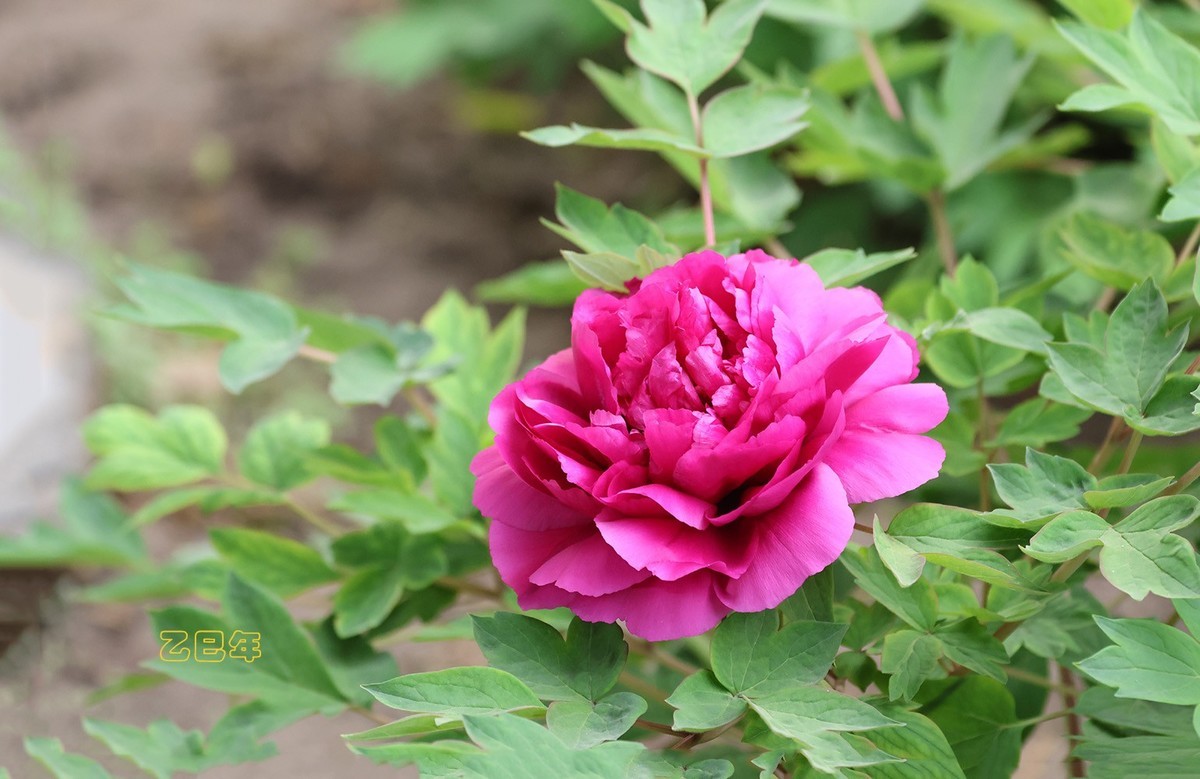 牡丹花开【乙巳年-58】