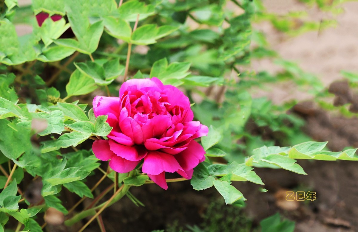 牡丹花开【乙巳年-58】