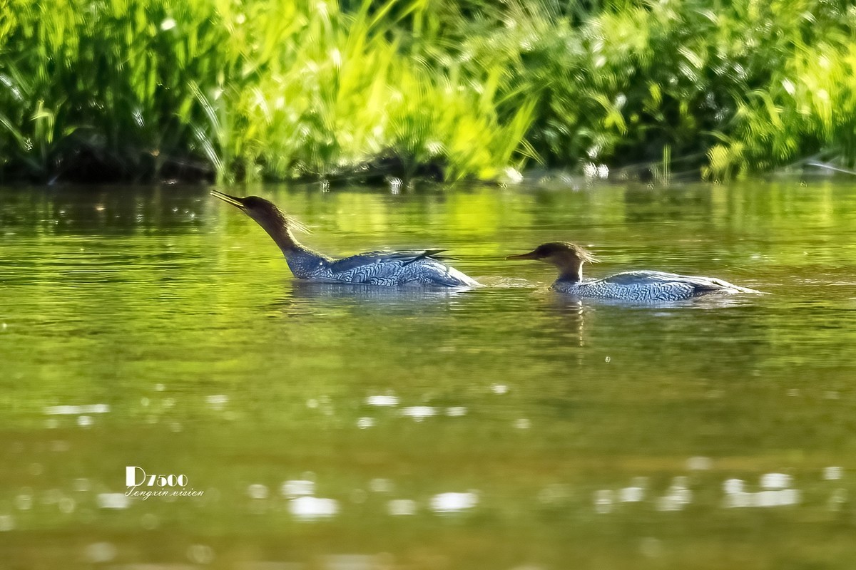中华秋沙鸭（13）