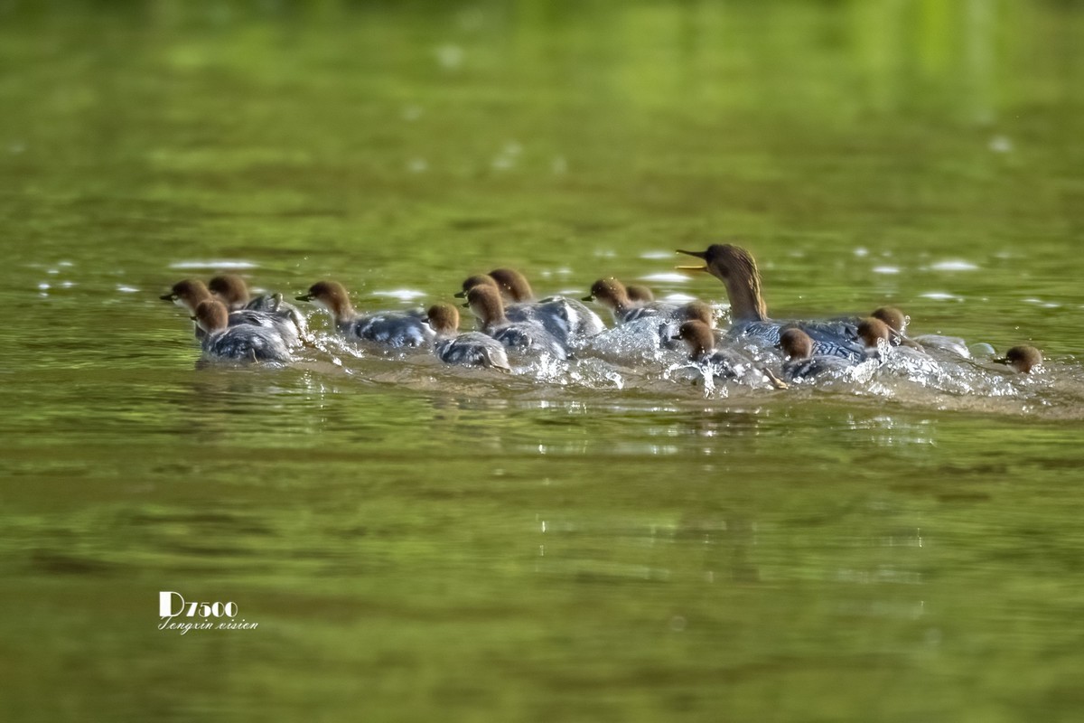 中华秋沙鸭（13）