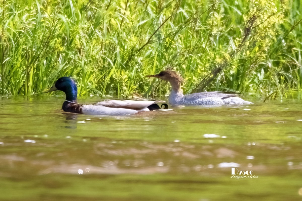 中华秋沙鸭（13）