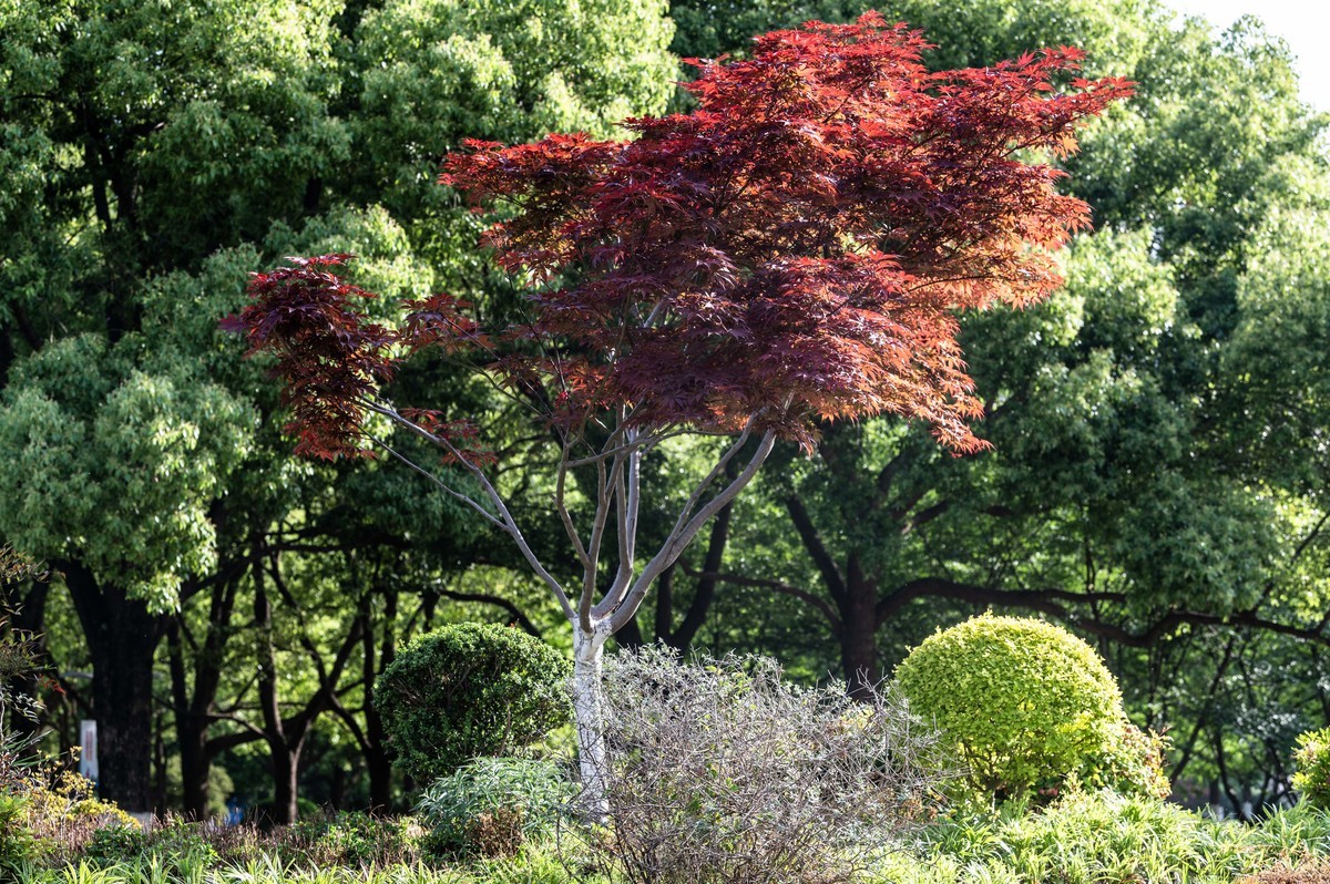 庐州印象（458）和平廣場