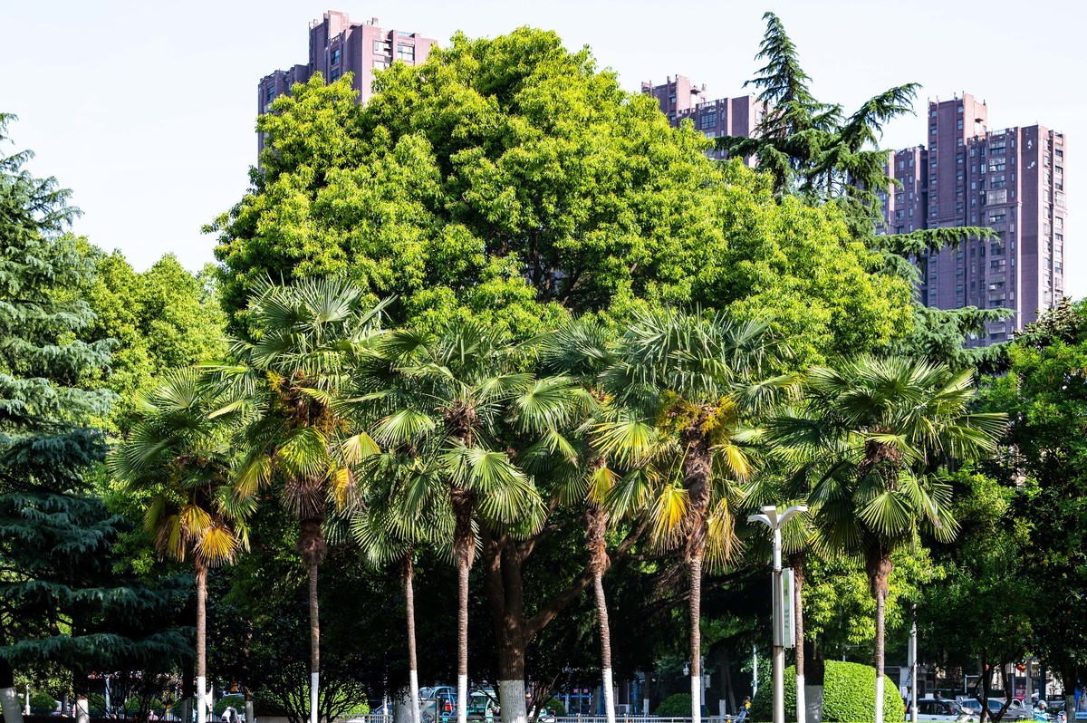 庐州印象（458）和平廣場