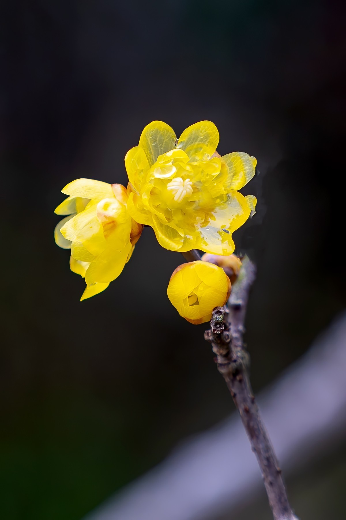 #版主坐堂#小五星空(中国)2022年2月精品荟萃