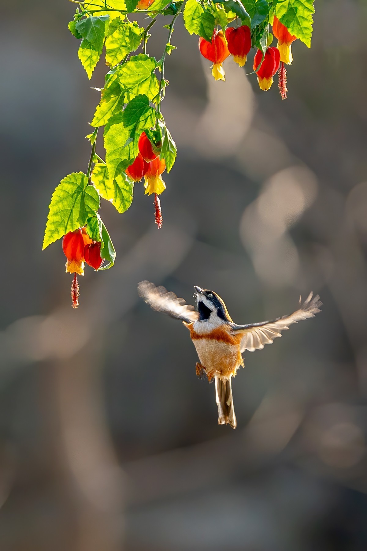 #版主坐堂#小五星空(中国)2022年2月精品荟萃