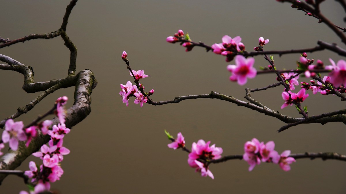 春日探访成都龙泉桃花沟【6】续完