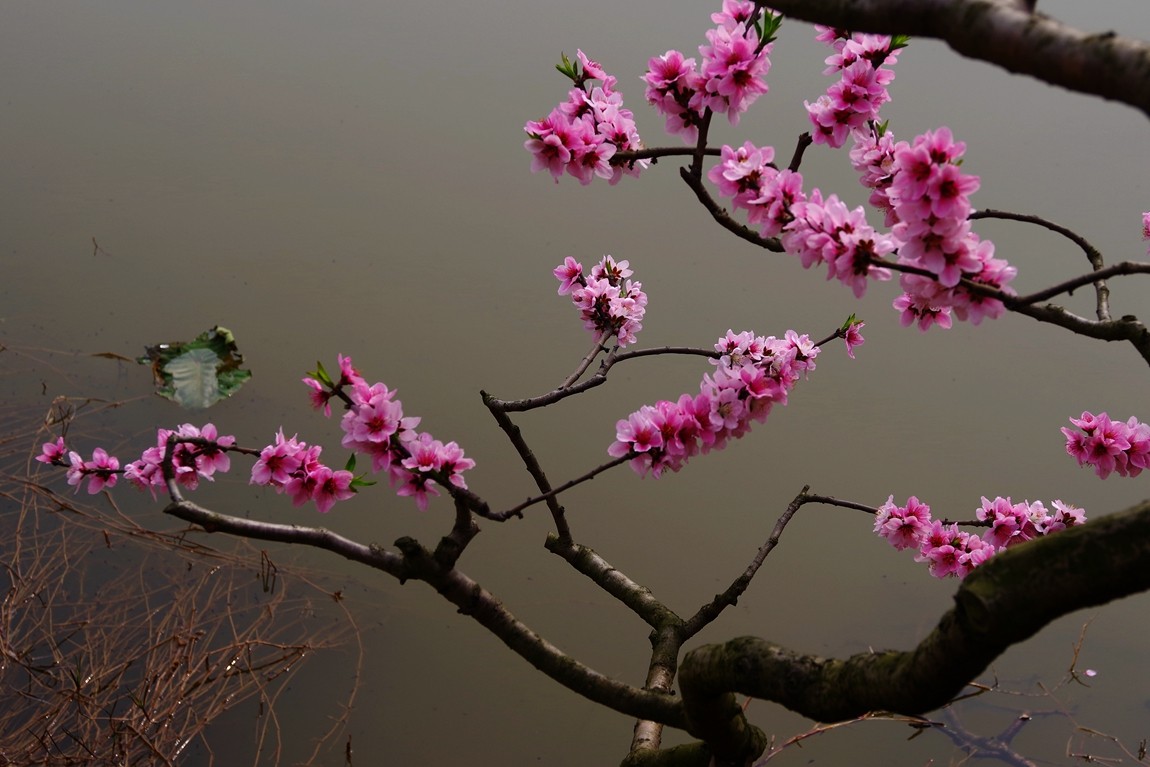 春日探访成都龙泉桃花沟【6】续完