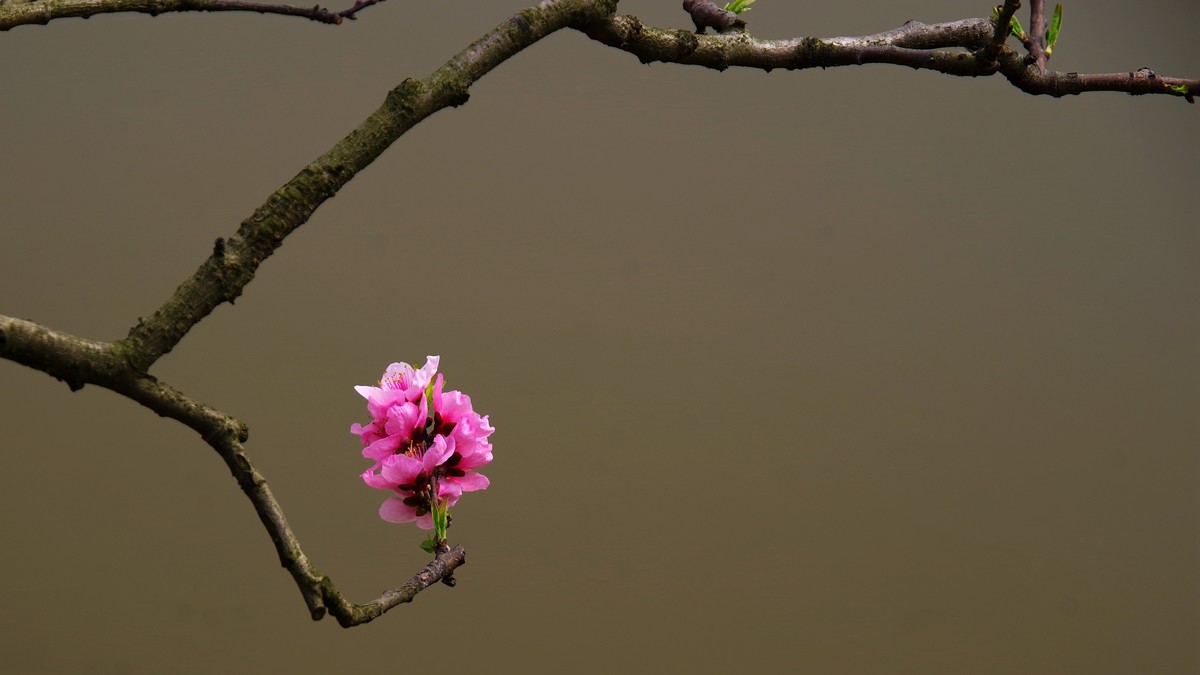 春日探访成都龙泉桃花沟【6】续完