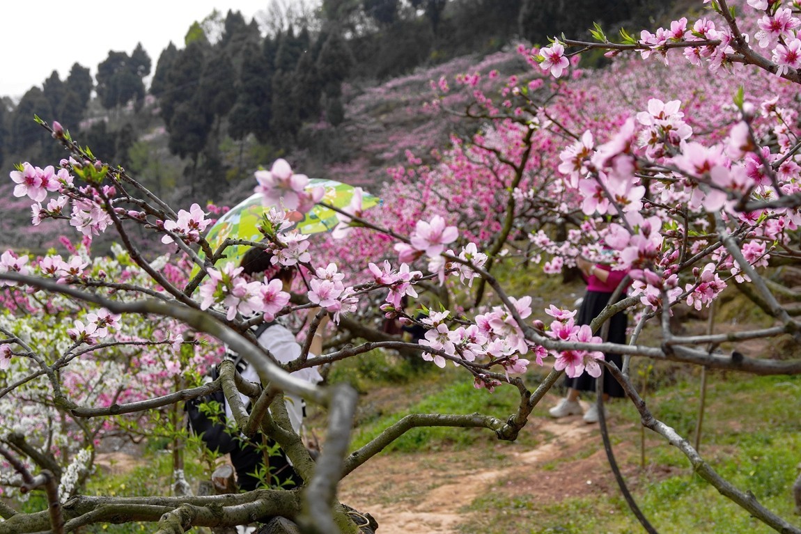 春日探访成都龙泉桃花沟【6】续完