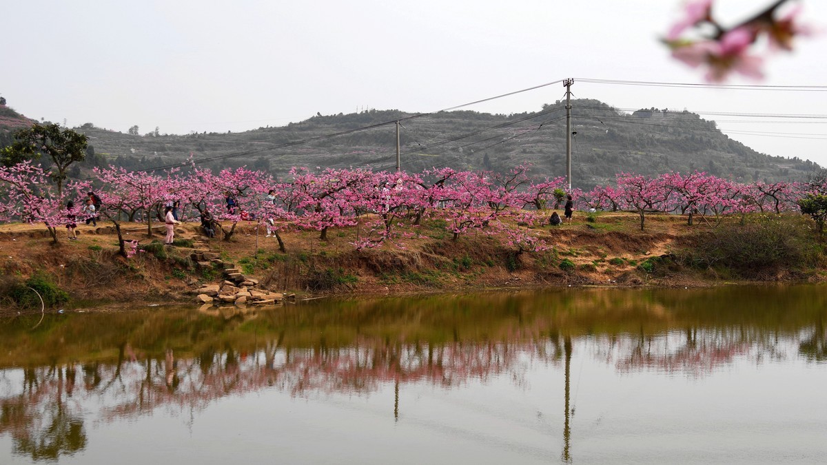 春日探访成都龙泉桃花沟【6】续完