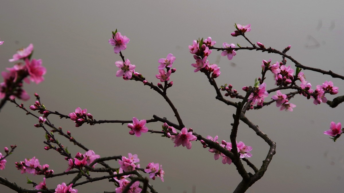 春日探访成都龙泉桃花沟【6】续完