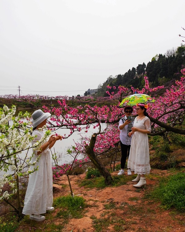 春日探访成都龙泉桃花沟【6】续完