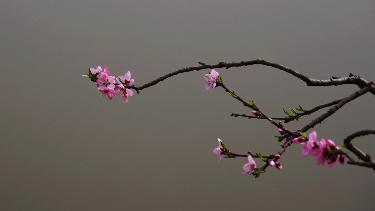 春日探访成都龙泉桃花沟【6】续完