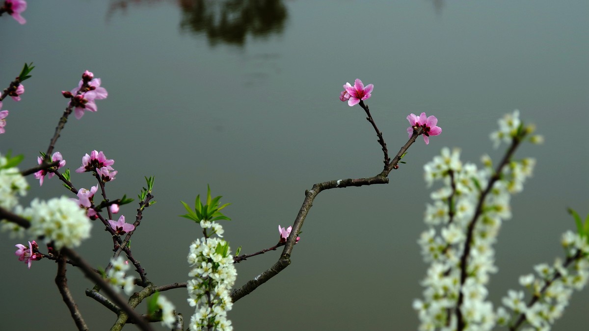 春日探访成都龙泉桃花沟【6】续完