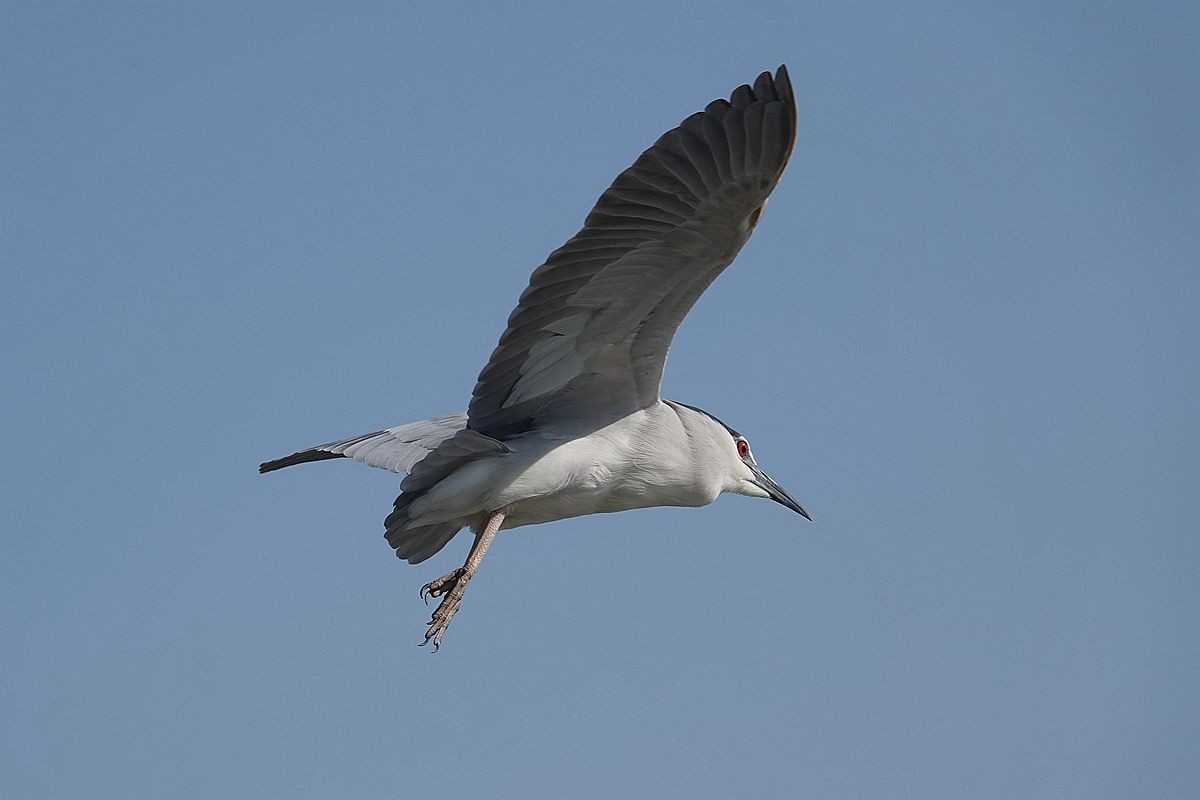 自由飞翔的夜鹭