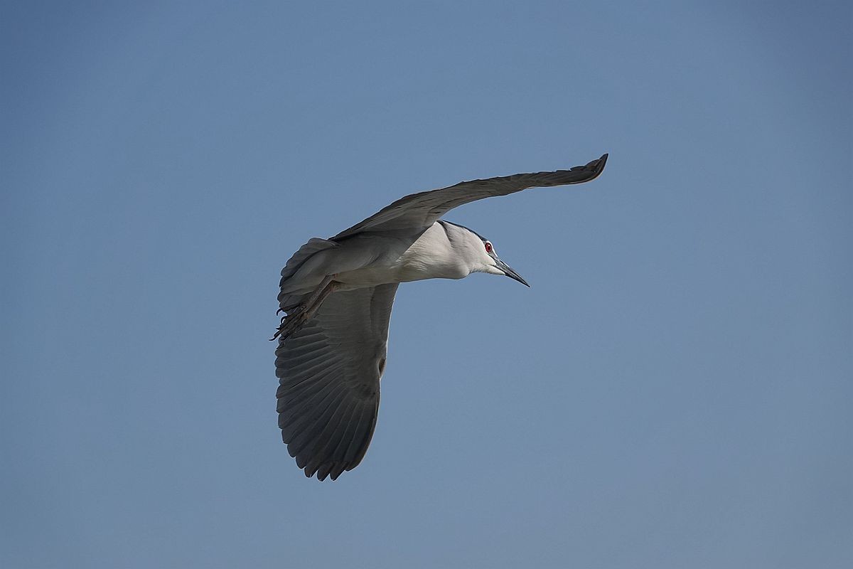 自由飞翔的夜鹭