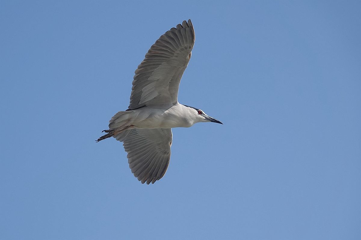 自由飞翔的夜鹭