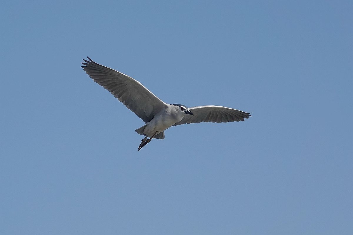 自由飞翔的夜鹭