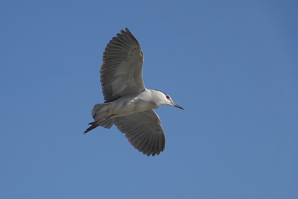 自由飞翔的夜鹭