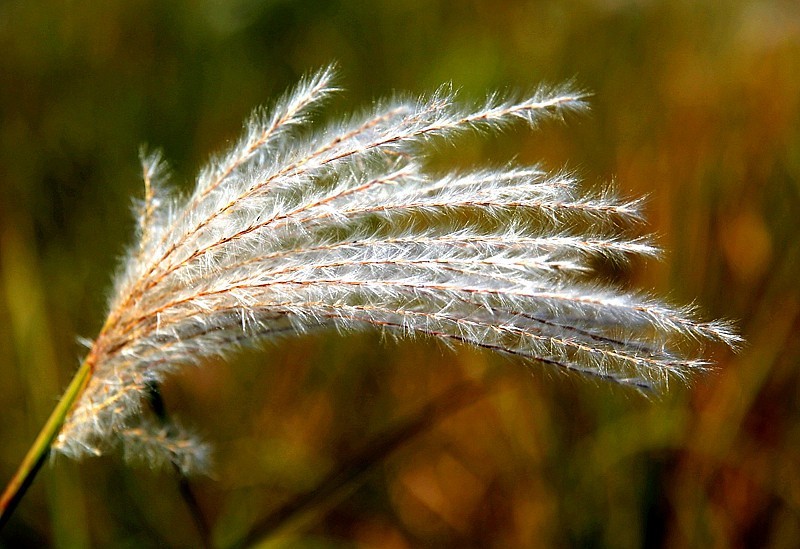 W-05【不老松：纪实摄影】苇子花！