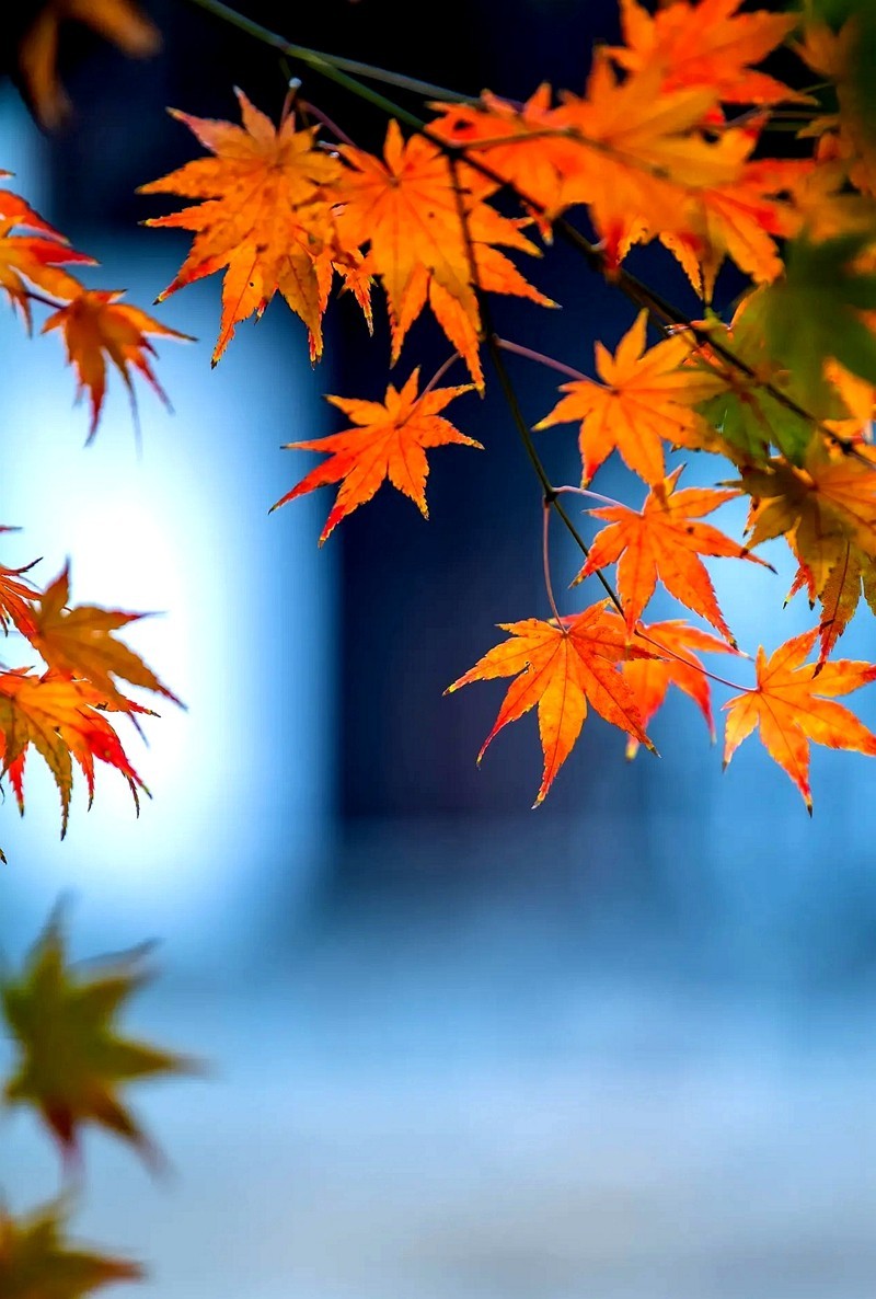 #遇见最美秋叶# --冬叶之美