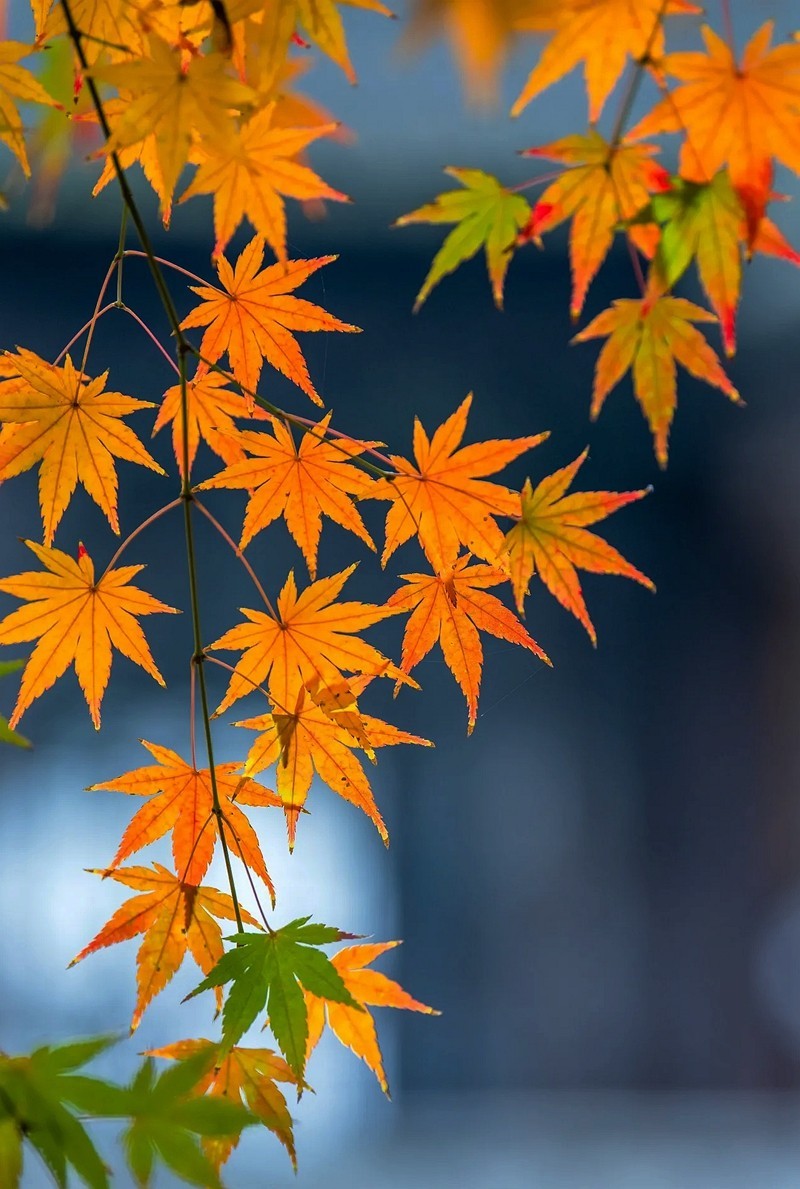 #遇见最美秋叶# --冬叶之美