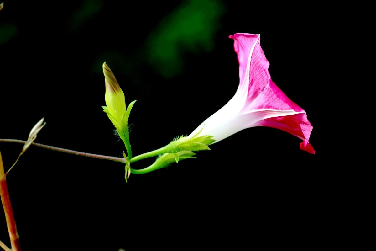 喇叭花 - 2