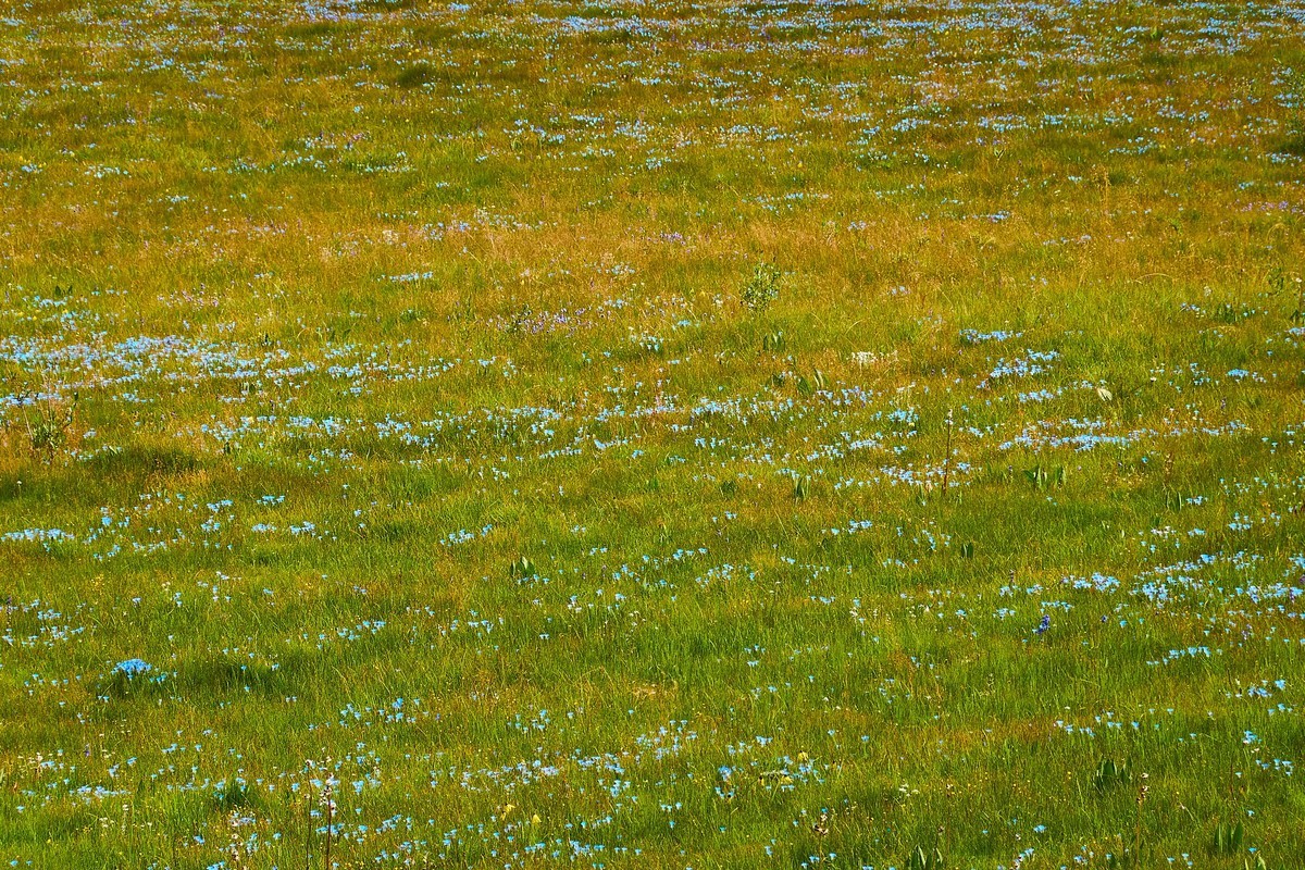 美丽的红原和桑科大草原