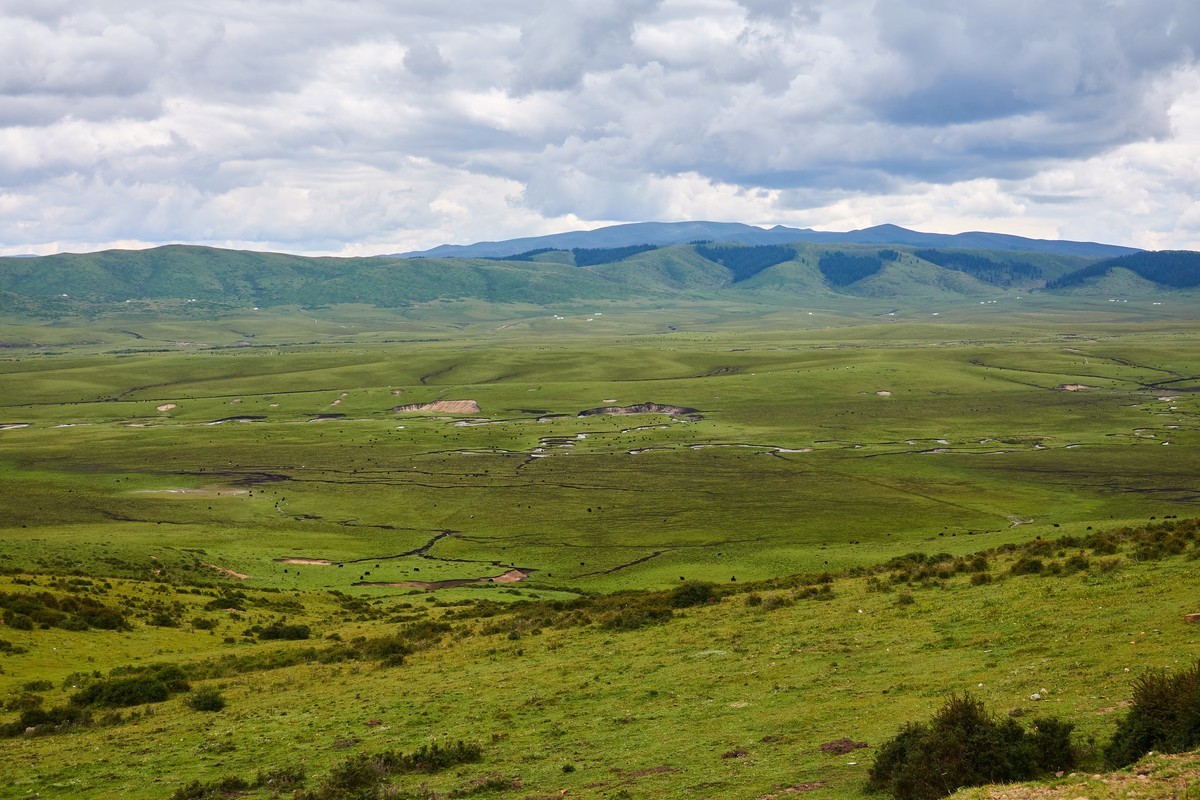 美丽的红原和桑科大草原
