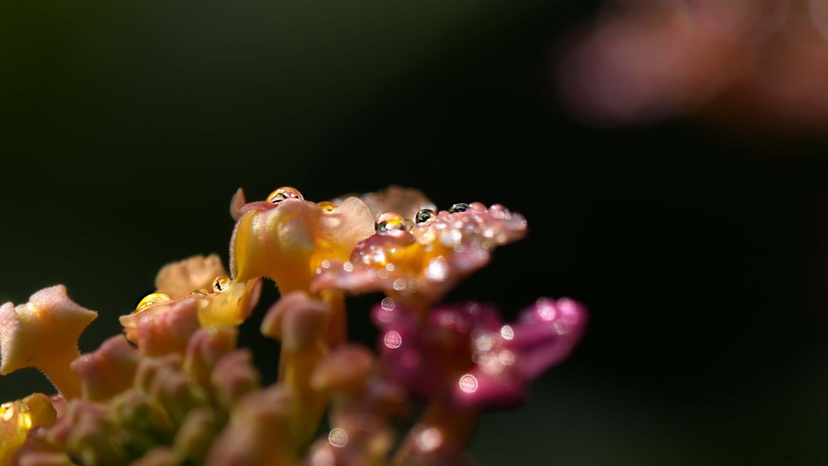 ILCE-1  镜头:FE 70-200mm F4 Macro G OSS II + 2X Telerconverter微距拍摄