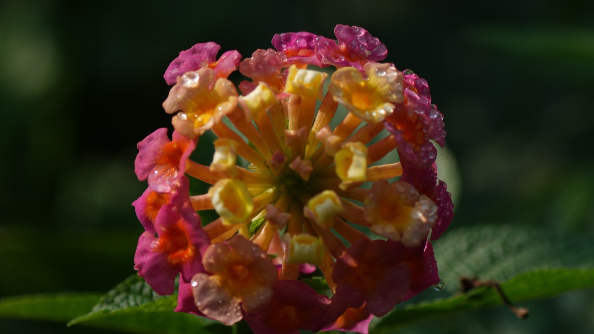 ILCE-1  镜头:FE 70-200mm F4 Macro G OSS II + 2X Telerconverter微距拍摄