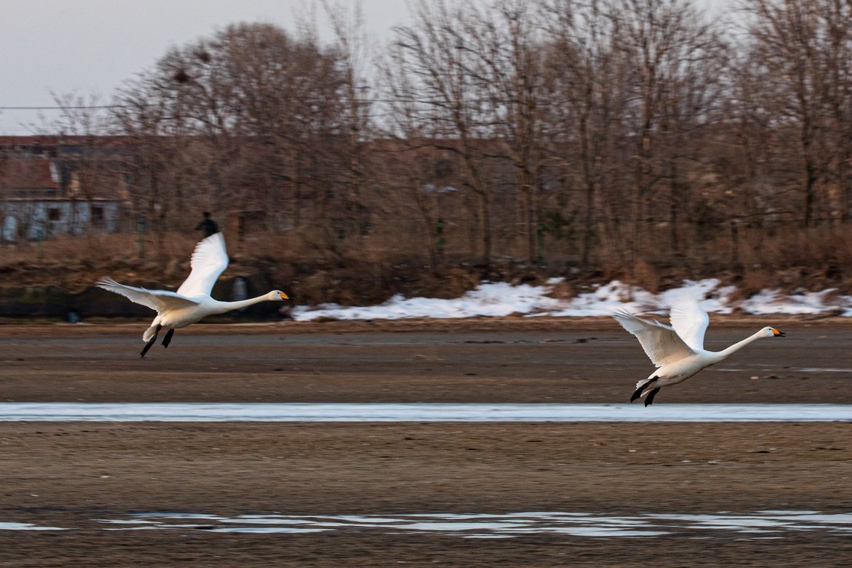 戏水天鹅（补发）