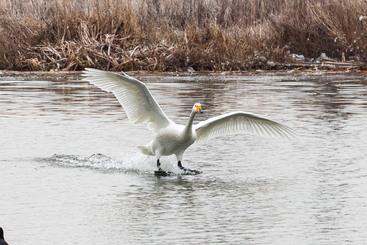 戏水天鹅（补发）