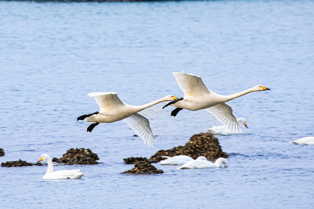 戏水天鹅（补发）