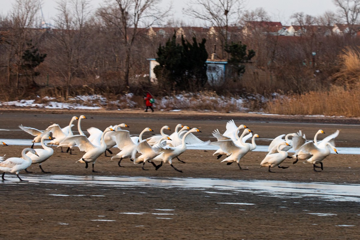 戏水天鹅（补发）