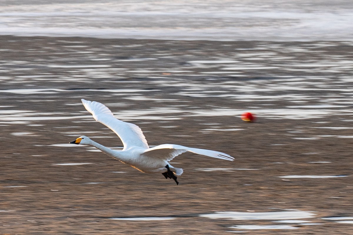 戏水天鹅（补发）