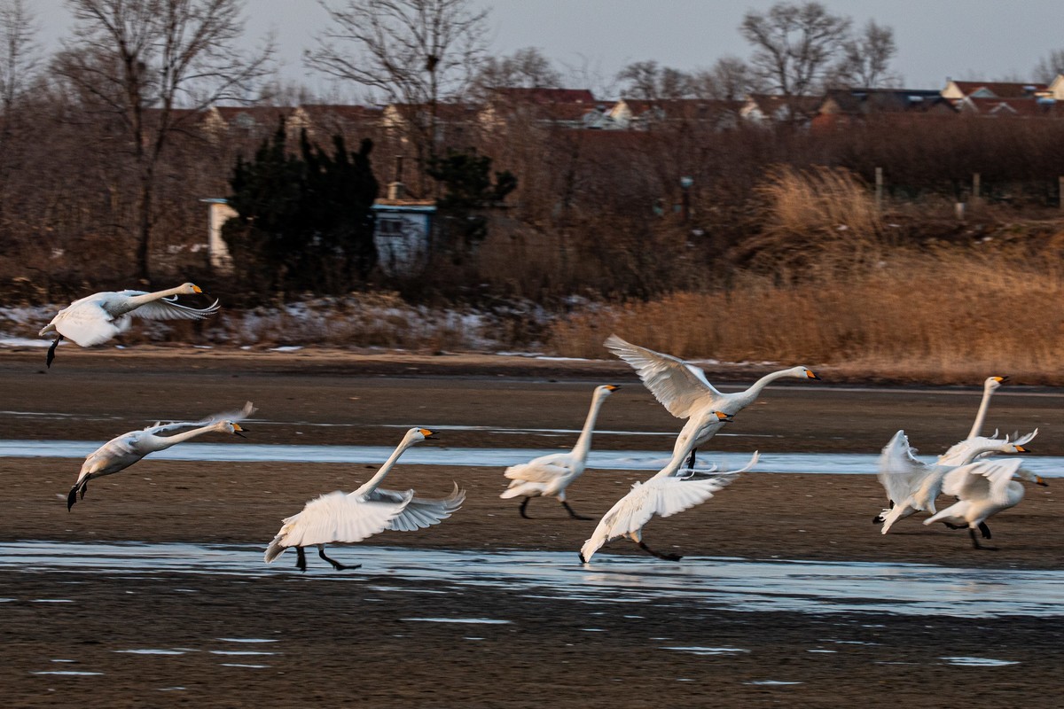 戏水天鹅（补发）