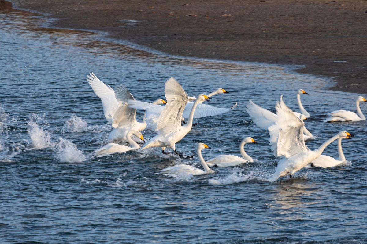 戏水天鹅（补发）