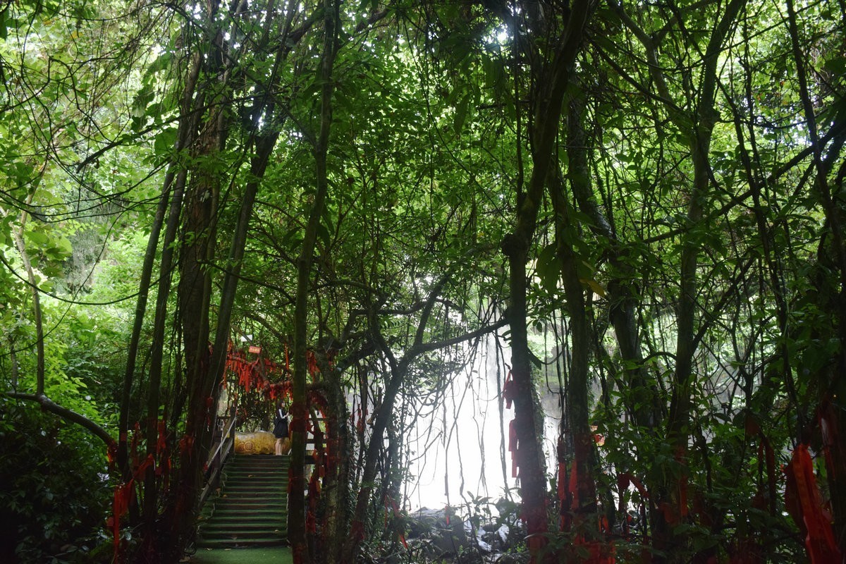 2024夏 海南环岛行（160）瀑布旁边的橡胶林