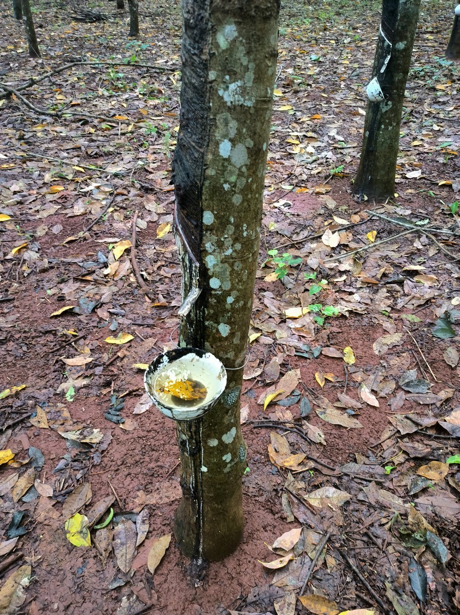 2024夏 海南环岛行（160）瀑布旁边的橡胶林