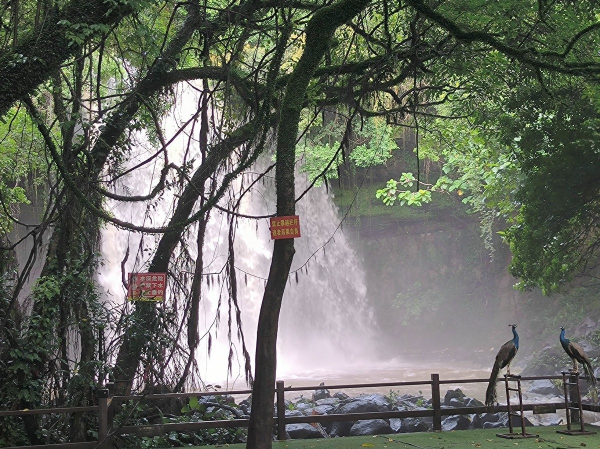 2024夏 海南环岛行（160）瀑布旁边的橡胶林